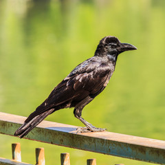 A Young Crow  with Green Background