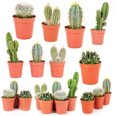 Fototapete Kaktus im Topf Sammlung von Kakteen, isoliert auf weiß
