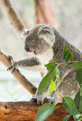Koala