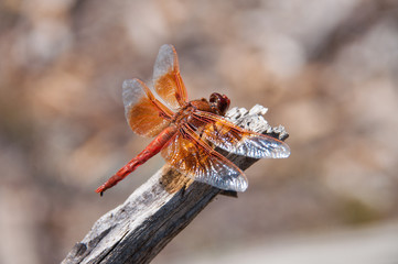 Dragonfly