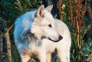 Papier Peint photo autocollant Loup White wolf