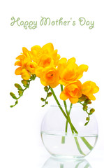 Beautiful yellow freesias in vase isolated on white