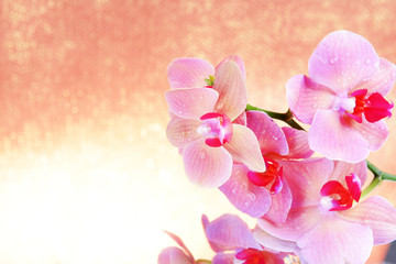 Beautiful blooming orchid  on light color background