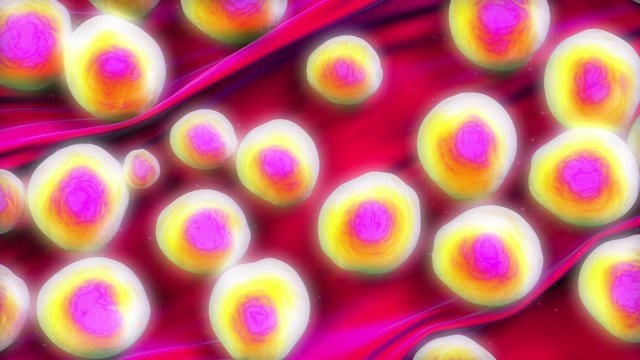 MRSA bacteria or superbug bacteria