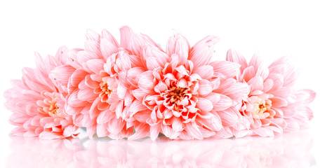 Pink chrysanthemums isolated on white