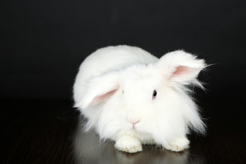 White cute rabbit, on grey background