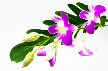 Naklejka na ściany i meble Orchids with leaf on white background