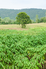 Fototapeta na wymiar Cassava growing areas