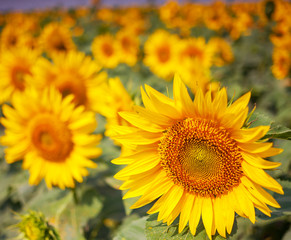 Fototapeta premium Sunflower