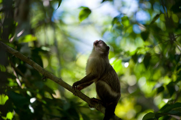 Black-tailed marmoset