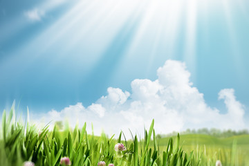 Summer meadow, seasonal natural backgrounds for your design