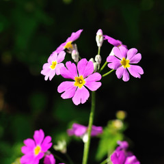 Blooming pink flowers in morning