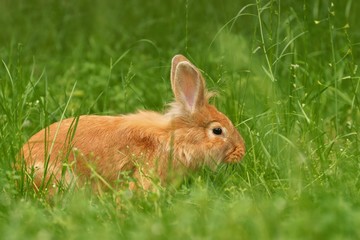 Rabbit in grass