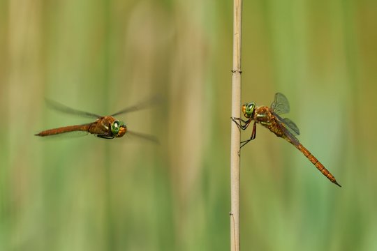 Dragonflies, one sitting on a reed, and the other on the fly