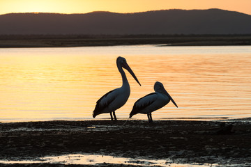 Pelicans Lagoon Colors Silhouetted