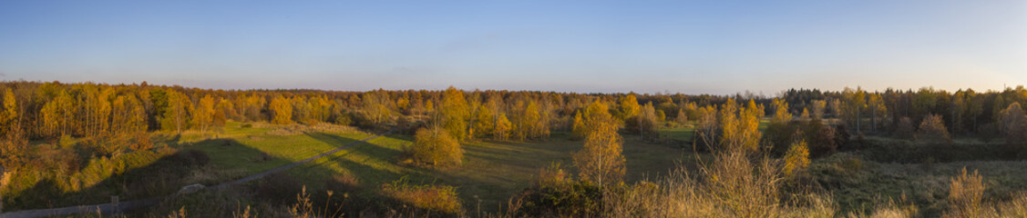 Fototapeta premium Wald