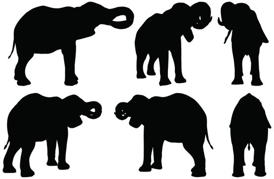 silhouettes of African elephants in drink poses