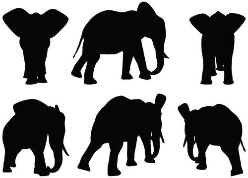 silhouettes of African elephants in walk poses