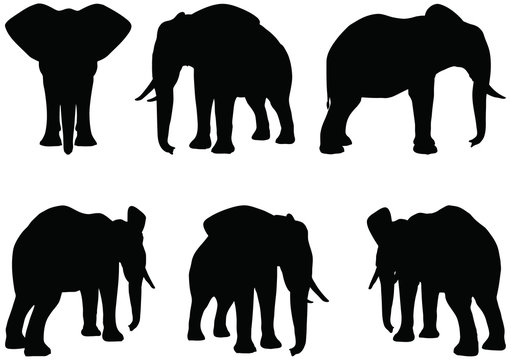 silhouettes of African elephants in various poses