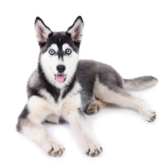 Beautiful cute husky puppy, isolated on white