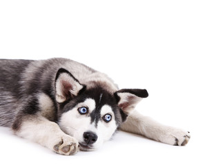 Beautiful cute husky puppy, isolated on white