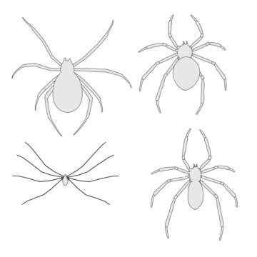 cartoon image of spider animal