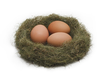 Eggs in the nest