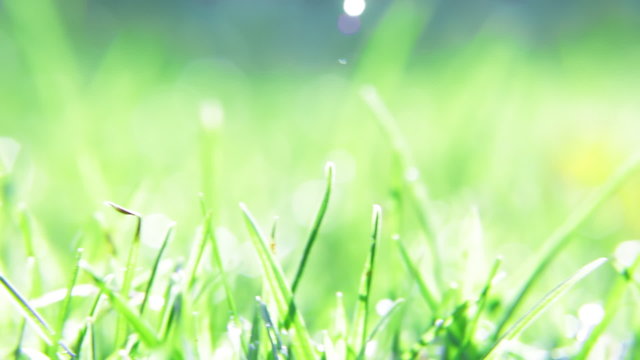 grass background with water drops