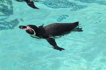 London Zoo Penguins