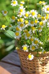 chamomile in basket