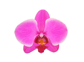 Naklejka na ściany i meble Piękny kwiat Orchid, różowy phalaenopsis bliska wyizolowanych na