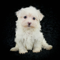 Cute Maltese Puppy