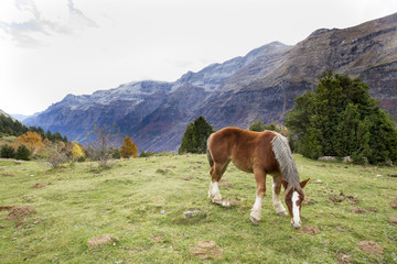Fototapeta na wymiar horses grazing in a meadow surrounded by mountains