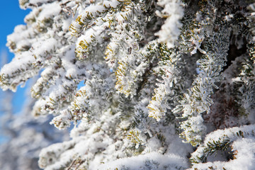 frozen tree