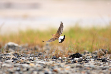 Northern Wheatear (Oenanthe oenanthe) juvnile in Japan 