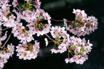 桜、ソメイヨシノ