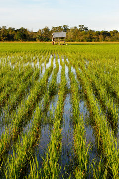 Paddy Field At Sabah, Borneo, Malaysia