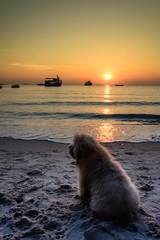 dog on beach at Koh Samet, Thailand