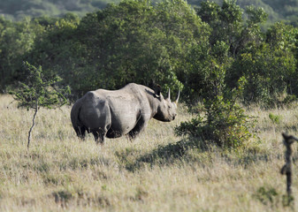 A black Rhinocerous moving away in the jungle