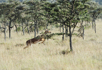 A leaping Impala