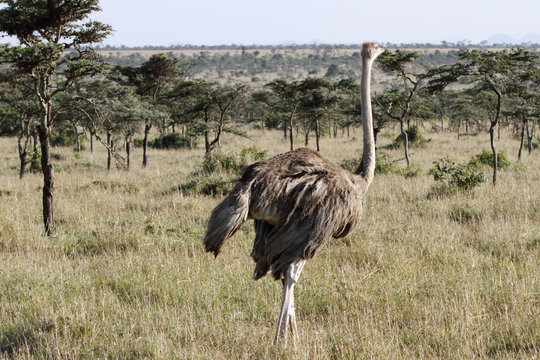 A beautiful female Ostrich in the vast grassland