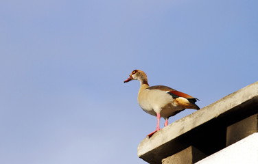 A Egyptian goose on the roof top