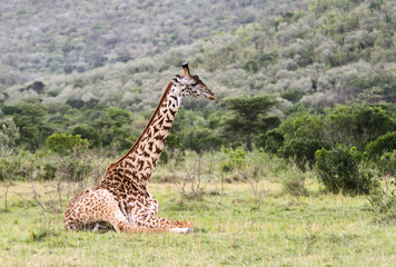 A Giraffe sitting on grassland