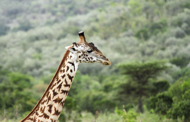 Tall neck Giraffe