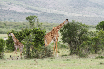 Giraffes in the  bushes, Masai Mara
