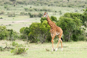 A beautiful tall Giraffe