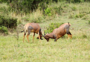 Topi antelopes playing