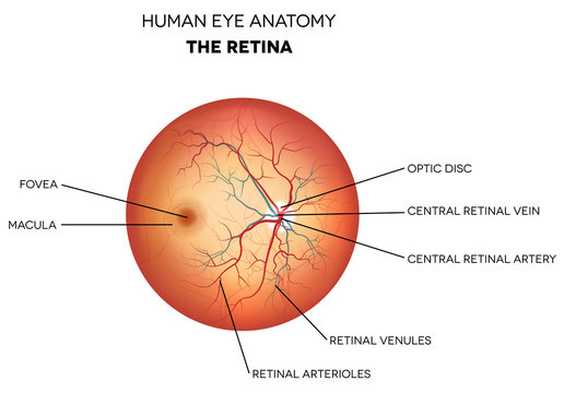Human Eye Anatomy, Retina