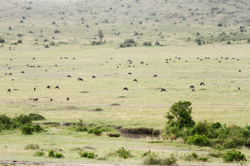 Fototapeta na wymiar Piękne sawanny Masai Mara z wypasu sporadyczne przyrody