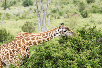 A Giraffe feeding the green bushes